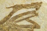 Rare Fossil Bird (Gallinuloides) - Green River Formation #311827-5